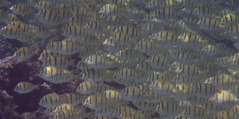 �_�C�G�b�g��������e������z���b�O���}���X�ȃJ���_�ɁI�yPuRuRu2(�Ղ��Ղ��)�z
���T�C�g